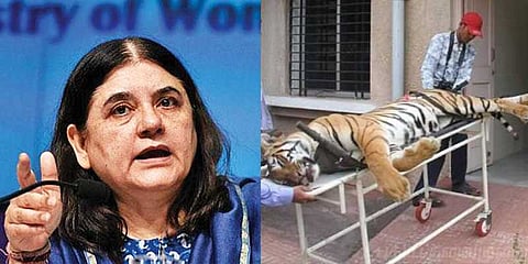 “புலியை கொல்ல உத்தரவிட்ட அமைச்சரை நீக்குங்கள்” - மேனகா காந்தி வலியுறுத்தல்