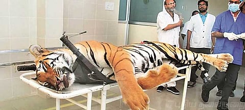 ஆவ்னி புலி வேண்டுமென்றெ கொல்லப்பட்டதா..? பிரேத பரிசோதனை முடிவுகள் சொல்வது என்ன.?