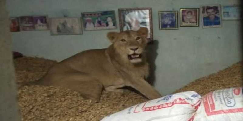 வீட்டிற்குள் புகுந்த சிங்கத்திடம் இருந்து தப்பிய 15 பேர் - அதிர்ச்சி சம்பவம்