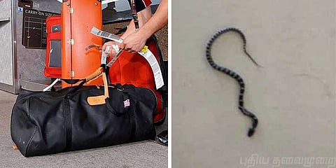 பயணியின் பைக்குள் ஊர்ந்த விஷப் பாம்பு: விமான நிலையத்தில் திடீர் பரபரப்பு!