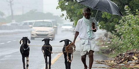 'கஜா' புயலில் இருந்து கால்நடைகளை மீட்க தன்னார்வலர்கள் தயார்!