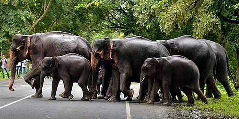 ஆக்ராவில் யானைகளுக்கான முதல் மருத்துவமனை திறப்பு!