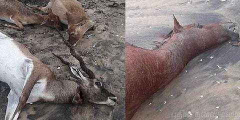 காரைக்கால் கடற்கரையில் கொத்துக்கொத்தாக இறந்து கரை ஒதுங்கும் மான்கள்