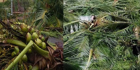 தென்னங்கன்றுகளை விவசாயிகளுக்கு வழங்க திட்டம் !