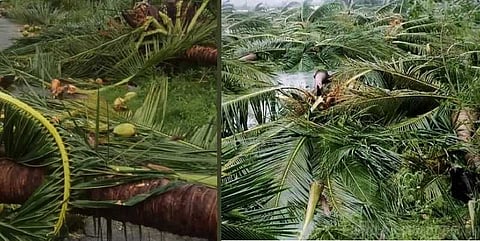 கஜா புயல் தாக்கம் ! தேங்காய் விலை உயரும்