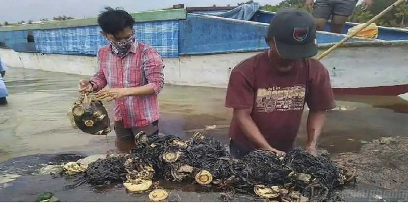 திமிங்கலத்தின் வயிற்றில் இருந்து இவ்வளவு பிளாஸ்டிக்கா ?