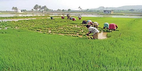 “பணமதிப்பிழப்பு விவசாயிகளை மோசமாக பாதித்தது” - மத்திய விவசாய அமைச்சகம்