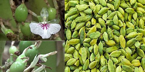 ஏலக்காய் விலை கிடுகிடு உயர்வு