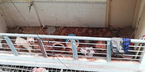 உணவின்றி கட்டிப்போட்டதால் உயிரிழந்த நாய்! உரிமையாளர் மீது வழக்குப்பதிவு!