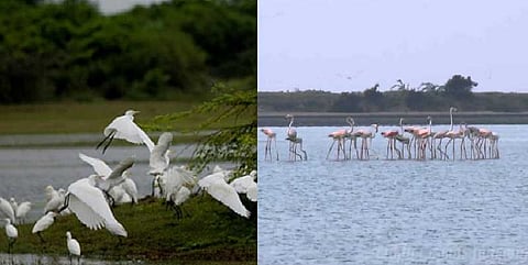 கோடியக்கரை சரணாலயத்திற்கு மீண்டும் திரும்பும் பறவைகள்!