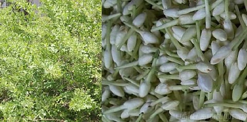 கஜா புயலின் தாக்கம்... முற்றிலும் பாதிக்கப்பட்ட முல்லைப் பூ சாகுபடி!