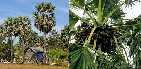 கஜாவில் கம்பீரம் காட்டிய பனை மரங்கள்!