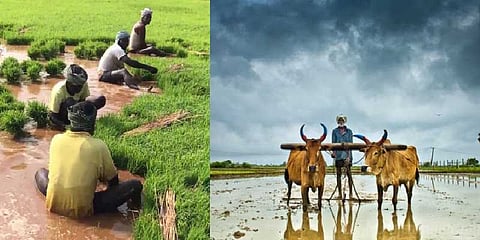 நெல் பயிரிடும் விவசாயிகள் எப்படி கடனாளி ஆகிறார்கள்? - இந்த கணக்கீட்டை பாருங்கள்