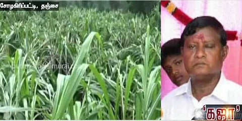 கஜா புயலால் சேதமடைந்த கரும்புகள் - விவசாயி தற்கொலை