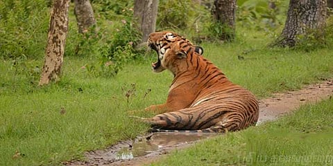 சத்தியமங்கலம் புலிகள் காப்பகத்தில் சுற்றுலா பூங்கா