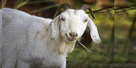 16 லட்சம் பணத்தை தின்ற ஆடு !