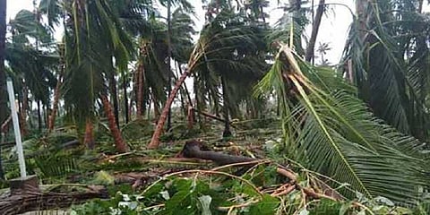 கஜா புயலால் சேதம் - தென்னை விவசாயி தூக்கிட்டு தற்கொலை