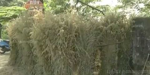 கிறிஸ்துமஸ் புல்கூடு : அமோக புல் விற்பனையால் தொழிலாளர்கள் மகிழ்ச்சி