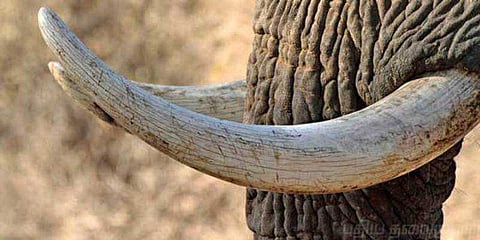இறந்து கிடந்த யானையின் தந்தங்கள் திருட்டு