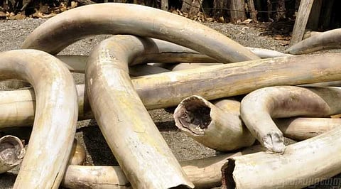 விருதுநகரில் ரூ.1 கோடி மதிப்பிலான யானைத் தந்தங்கள் பறிமுதல்