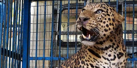 சிறுத்தையை கூண்டு வைத்து பிடித்தாலும் பிரச்னை முடியாது !