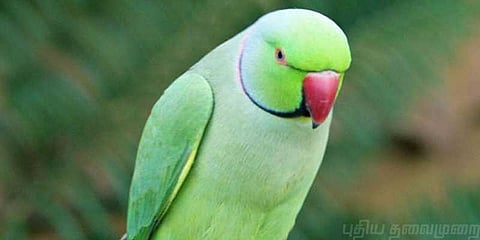 ‘கிளி’ யாருக்குச் சொந்தம்..? காவல் நிலையம் சென்றது வழக்கு..!