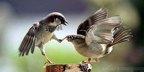 அழிந்து வருகிறதா குருவிகள்? - மத்திய சுற்றுச்சூழல் அமைச்சர் விளக்கம்