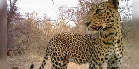 சிறுத்தை ஊருக்குள் புகும் பிரச்னைக்கு தீர்வுதான் என்ன ?