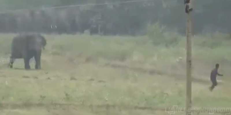 கோபத்தை தூண்டிய இளைஞர் - விரட்டிச் சென்ற யானை