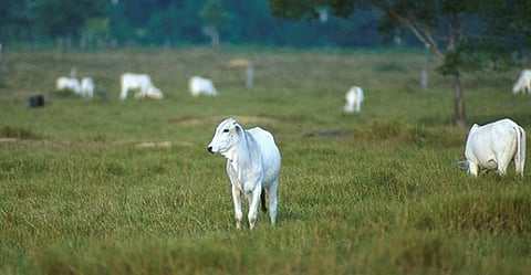 “விளைபொருட்களுக்கு அச்சுறுத்தலாக மாறும் மாடுகள்”- பாஜக புகார்..!