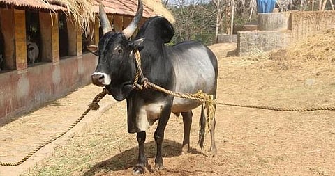 ஜல்லிக்கட்டு காளைகளுக்கு நாளை முதல் உடல்தகுதிச் சான்று...!