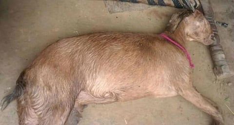 “கால்நடைகள் மீதான வன்கொடுமைகளை கண்டுகொள்வதில்லை”- டெல்லி போலீஸ் மீது புகார்