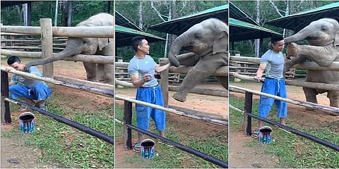 பாகனுடன் விளையாடும் குறும்புக்கார யானைக்குட்டி: வீடியோ