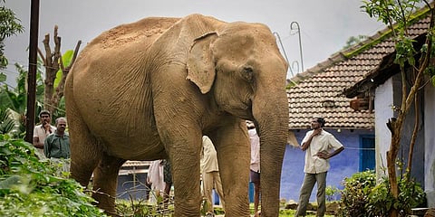 மனிதனுக்கு மட்டுமல்ல யானைகளுக்கும் வந்துவிட்டது 'ஸ்ட்ரெஸ்'