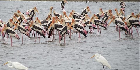 கஜா புயலுக்கு பின் கோடியக்கரையில் வட்டமிடும் பறவைகள்