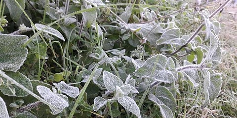 கடும் குளிரில் நடுங்கும் தமிழகம் ! ஊட்டி போல இருக்கும் சென்னை