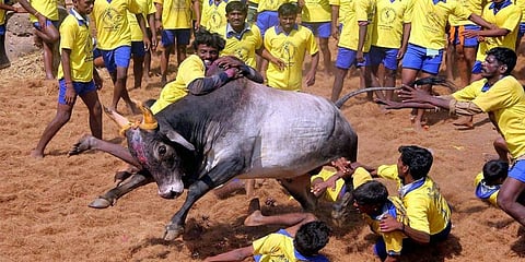 ஜல்லிக்கட்டு தயாராகும் மதுரை : 10 லட்சம் பேர் வருவார்கள் என எதிர்பார்ப்பு