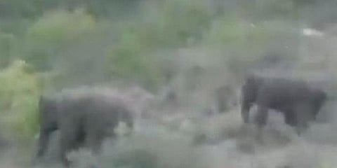 யானை தூக்கி வீசியதில் வனக்காவலர் உயிரிழப்பு