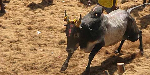 புதுக்கோட்டையில் 14ம் தேதி ஜல்லிக்கட்டு !