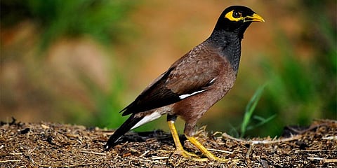 பொங்கல் பண்டிகையன்று பறவைகளை கணக்கெடுக்கலாம் ! நாமும் கலந்துக்கொள்ளலாம்