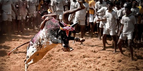 “குறிப்பிட்ட சமூகமே ஜல்லிக்கட்டில் பங்கேற்கிறது” - நீதிமன்றத்தில் வாதம்