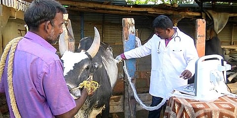 இலவச மருத்துவம் பார்க்கும் டாக்டர் ! மனிதர்களுக்கு அல்ல ஜல்லிக்கட்டு காளைகளுக்கு