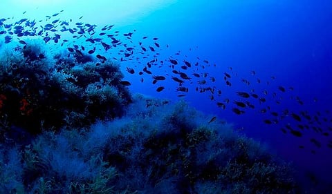 “கடல்வாழ் உயிரினங்களுக்கும் பெரும் ஆபத்து” - ஆய்வாளர்கள் எச்சரிக்கை