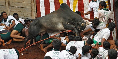 “ஜல்லிக்கட்டு” களத்திற்குப் பின்னணியில் நடப்பதென்ன?