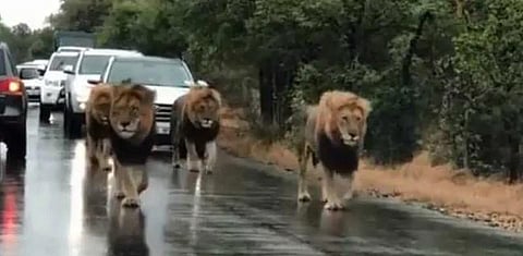 சாலையில் ராஜநடை போட்ட நான்கு சிங்கங்கள்: வைரல் வீடியோ