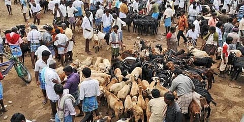 பொங்கல் கொண்டாட்டம் : கிருஷ்ணகிரியில் ரூ.30 கோடிக்கு ஆடுகள் விற்பனை