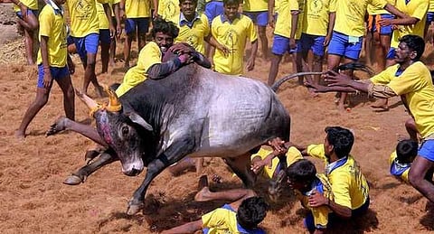 மாடுபிடி வீரர்களுக்கு 12 ரூபாய் ப்ரிமீயத்தில் ஆயுள் காப்பீடு கட்டாயம் !