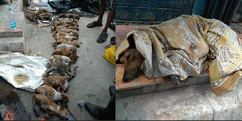 நாய்க்குட்டிகளை இரக்கமின்றி கொல்லும் ‘சைகோ’ - யார் இவர்?