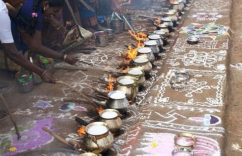 தமிழகம் முழுவதும் களைகட்டிய பொங்கல் கொண்டாட்டம்