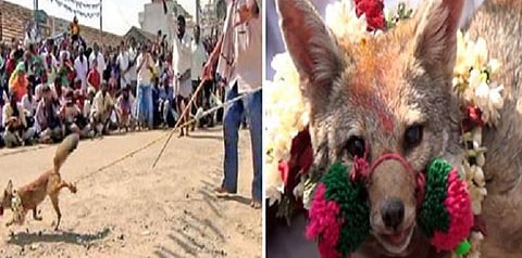 ‘நரி ஜல்லிக்கட்டு’க்கு தடை வேண்டும் - பீட்டா வேண்டுகோள்